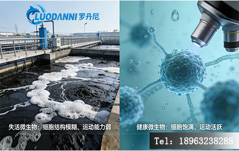 左侧是“传统生化池污泥发黑、泡沫多”的照片,右侧是“显微镜下微生物活性对比(失活vs健康)”或“高氯废水化学需氧量干扰原理示意图”。