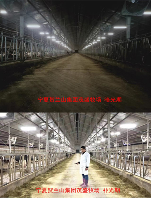 牛舍照明专用灯
