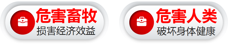 跳蚤