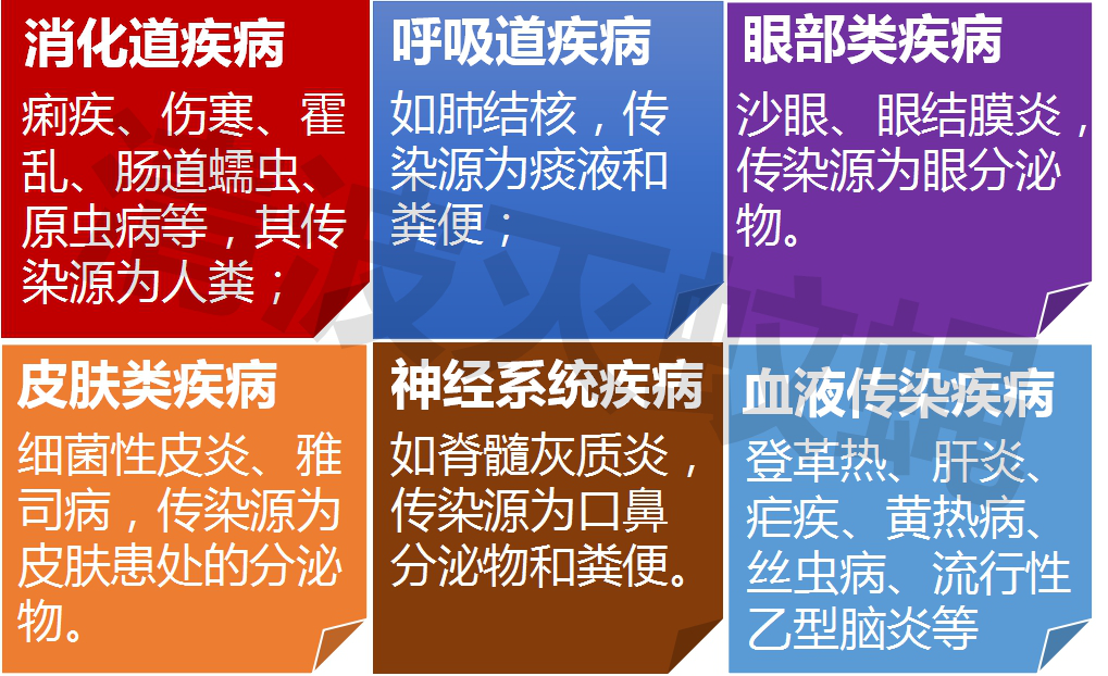 苍蝇