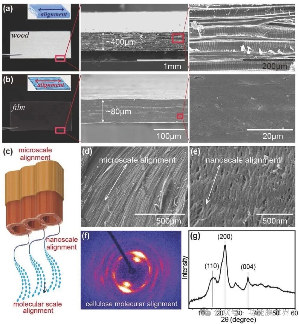 2Advanced Materials| 木头变透明薄膜?科学家打造高性能“绿色”光学材料