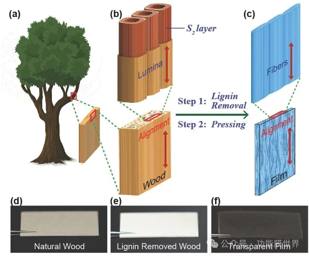 1Advanced Materials| 木头变透明薄膜?科学家打造高性能“绿色”光学材料