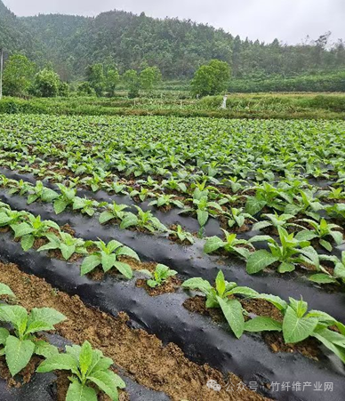 全生物降解竹地膜