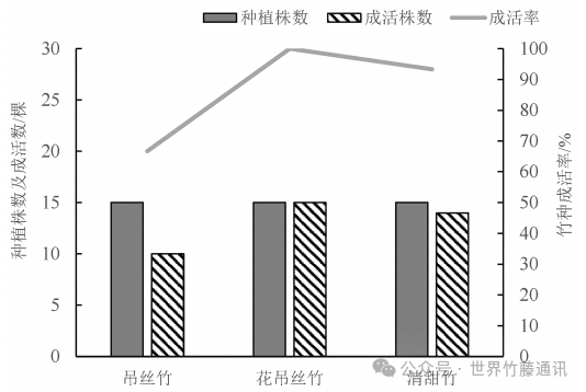 竹藤研究 | 3种牡竹属中型竹种在广西北部的适应性