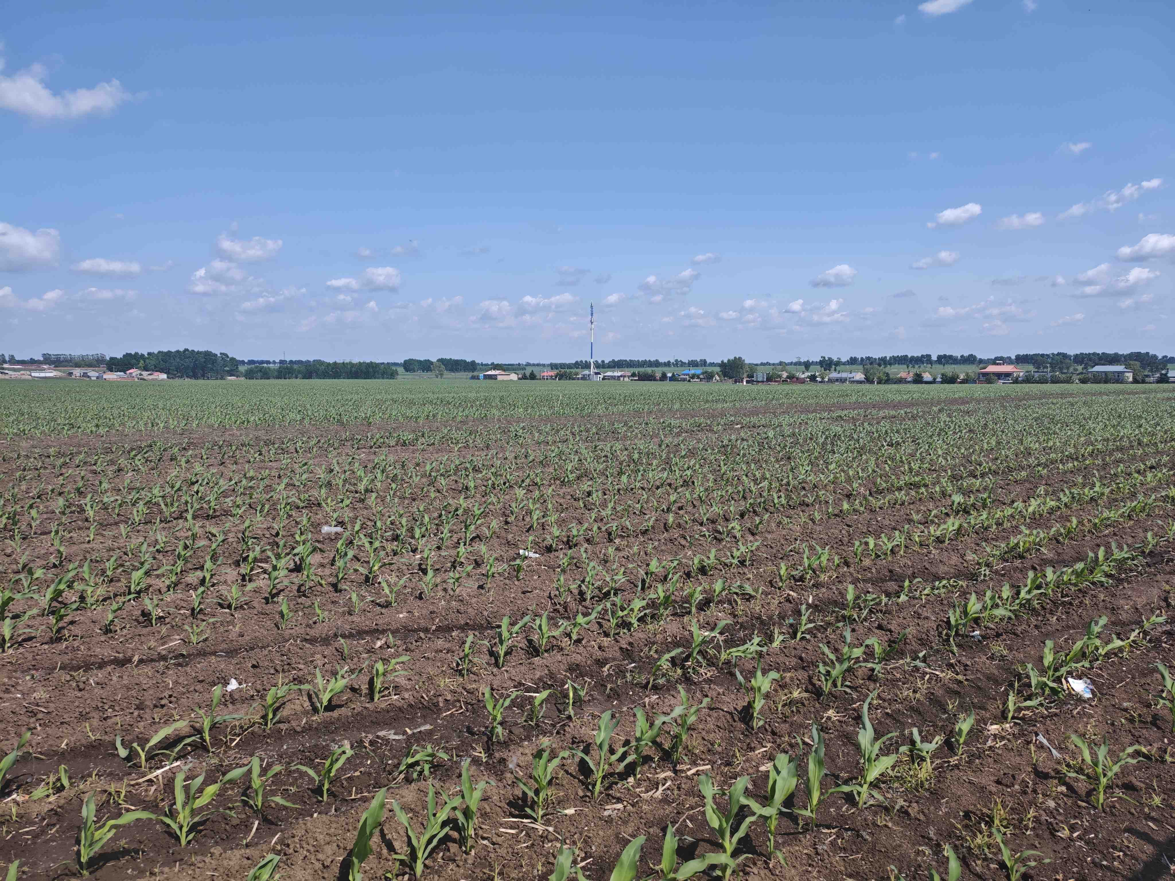 哈尔滨双城区-智慧农业-高标准农田