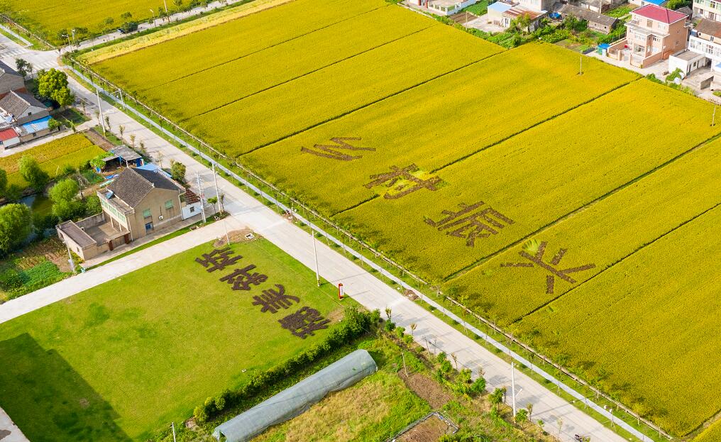 江苏泰州商品粮基地