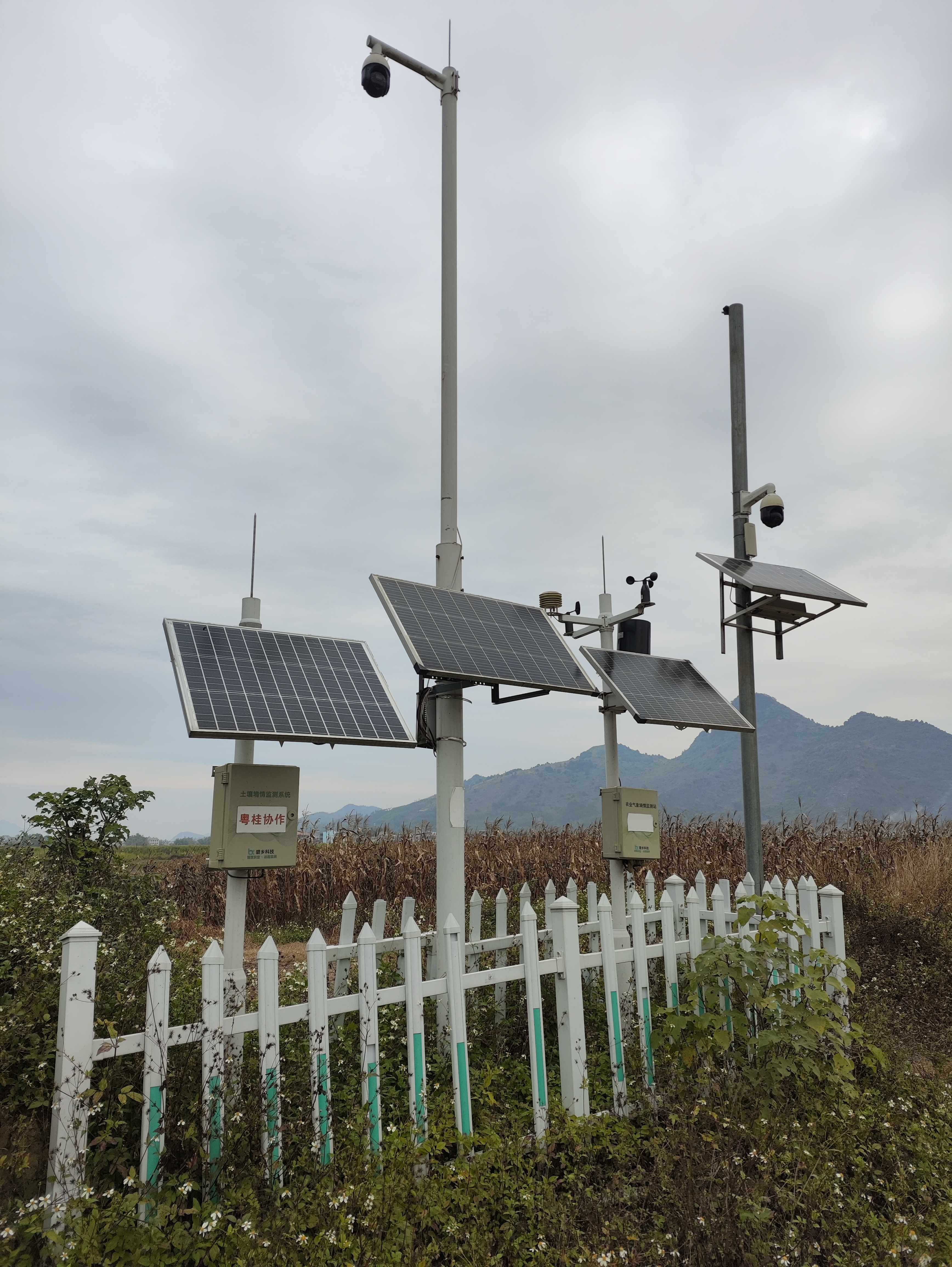 广西忻城-智慧农业-高标准农田-田间监测点-四情监测站-作物长势监测仪