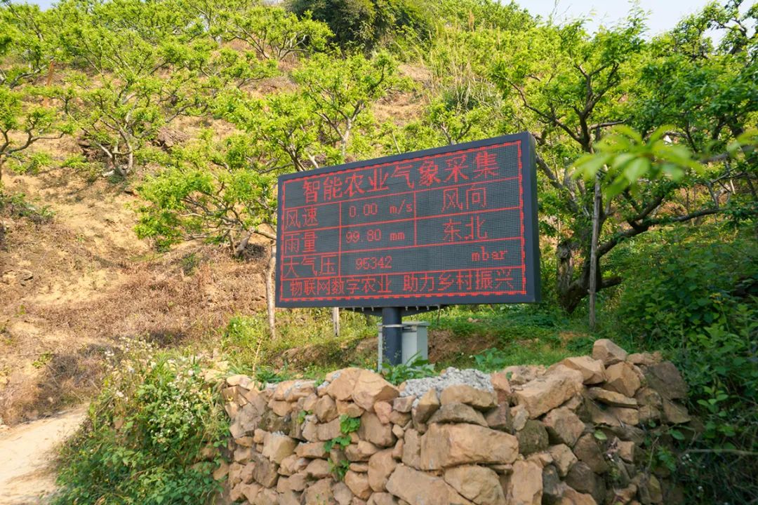 三华李-田间监测点-气象站-LED大屏