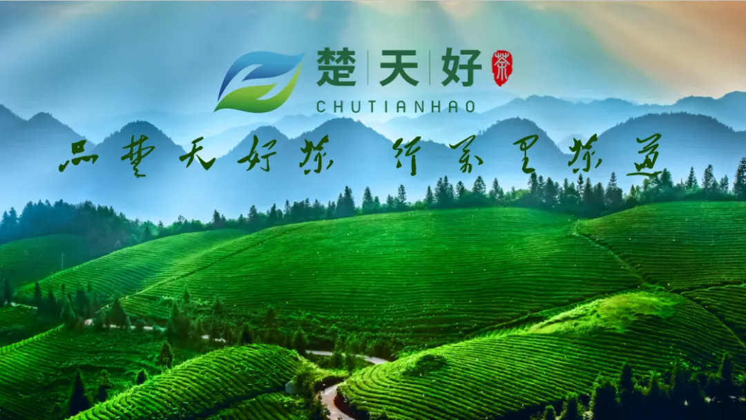【 Group News 】 Hubei Tea Industry Group Meets with Chutian Good Tea at the Chinese Embassy in Russia