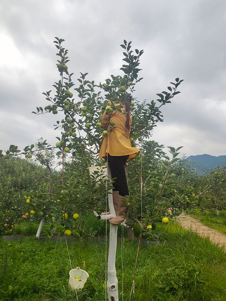 宝峰冰心青苹果5