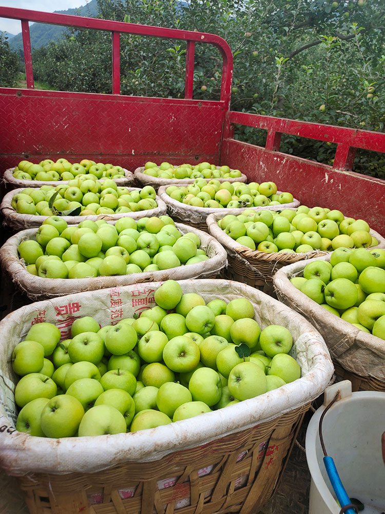 宝峰冰心青苹果2