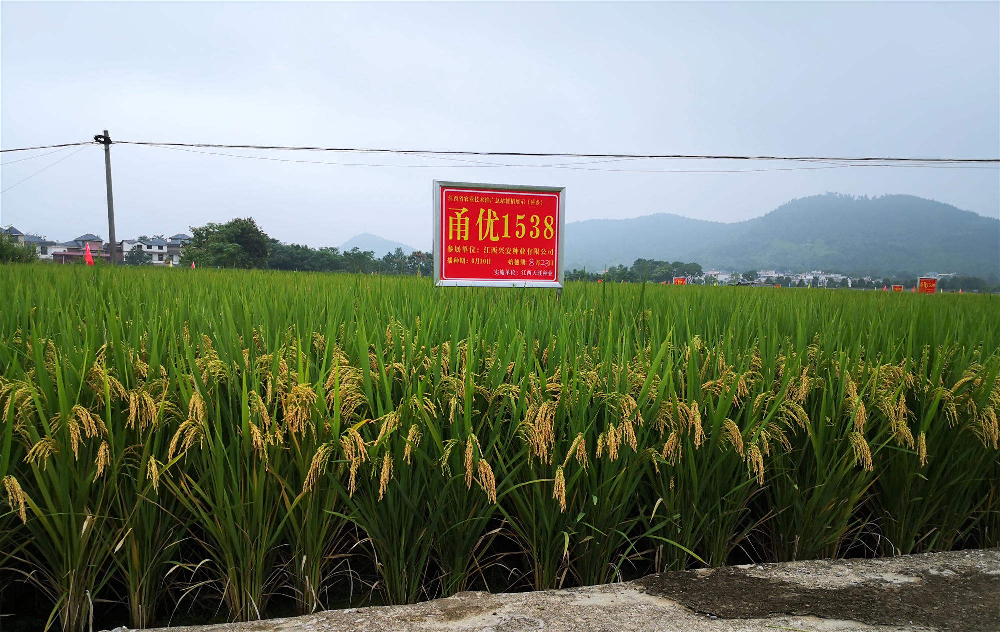 十大新优品种-2