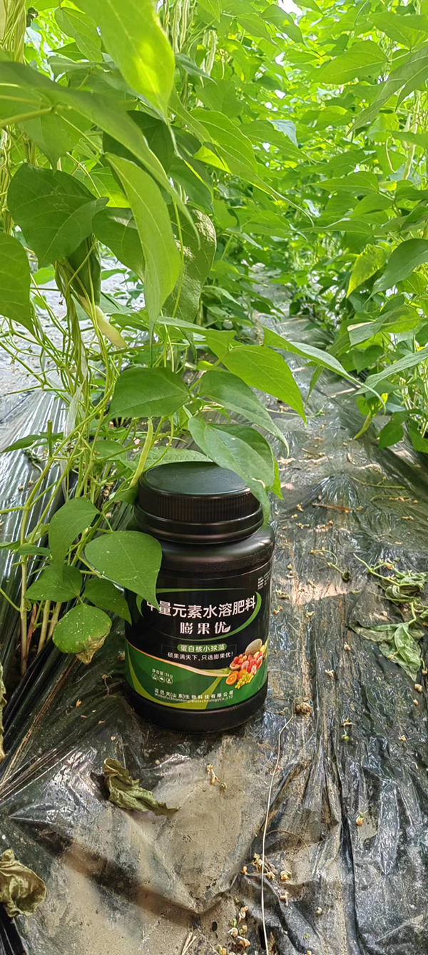 小豆角