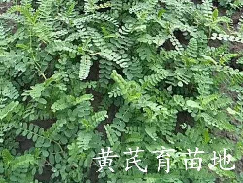 合作社黄芪育苗基地