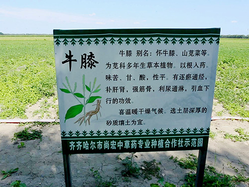 牛膝