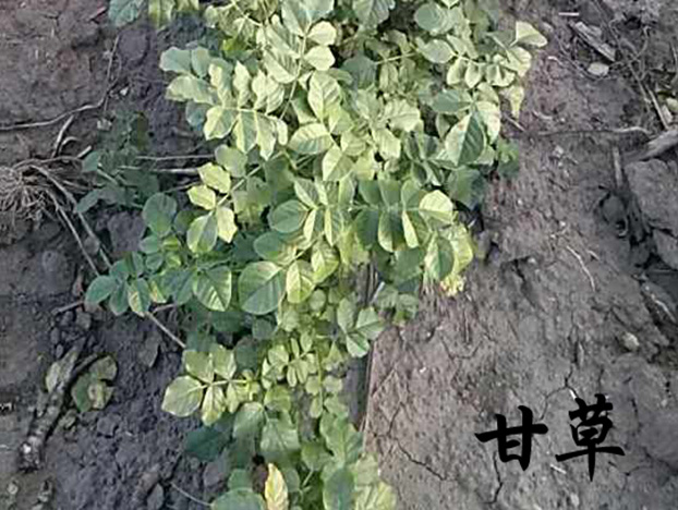 甘草育苗基地