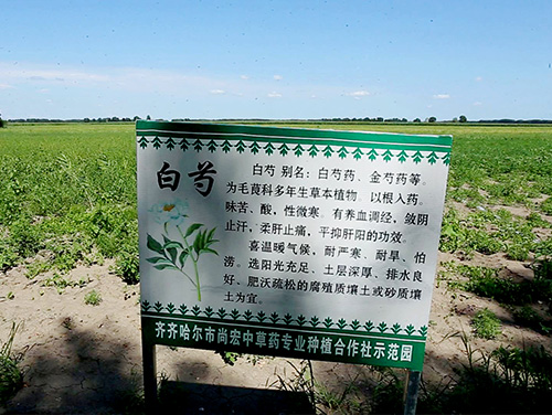 白芍