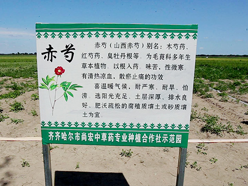 赤芍