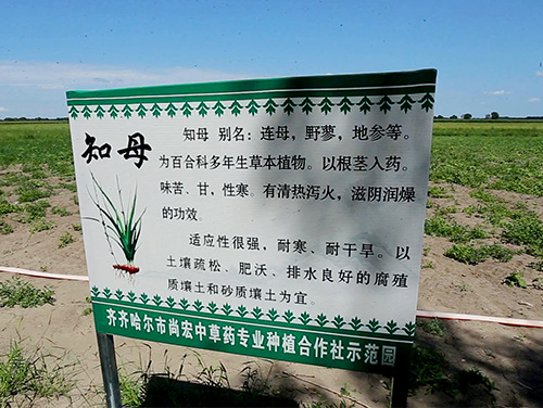 知母