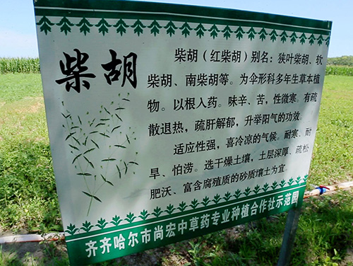 柴胡