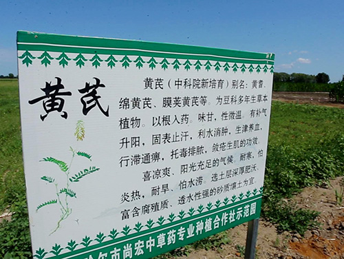 黄芪
