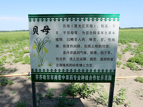 贝母
