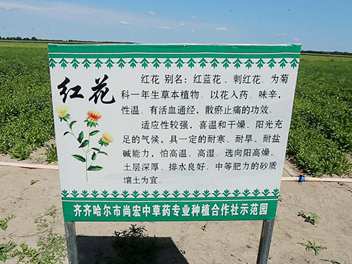 红花