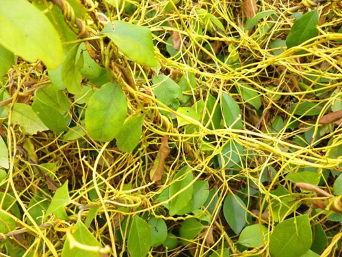 菟丝子种植基地