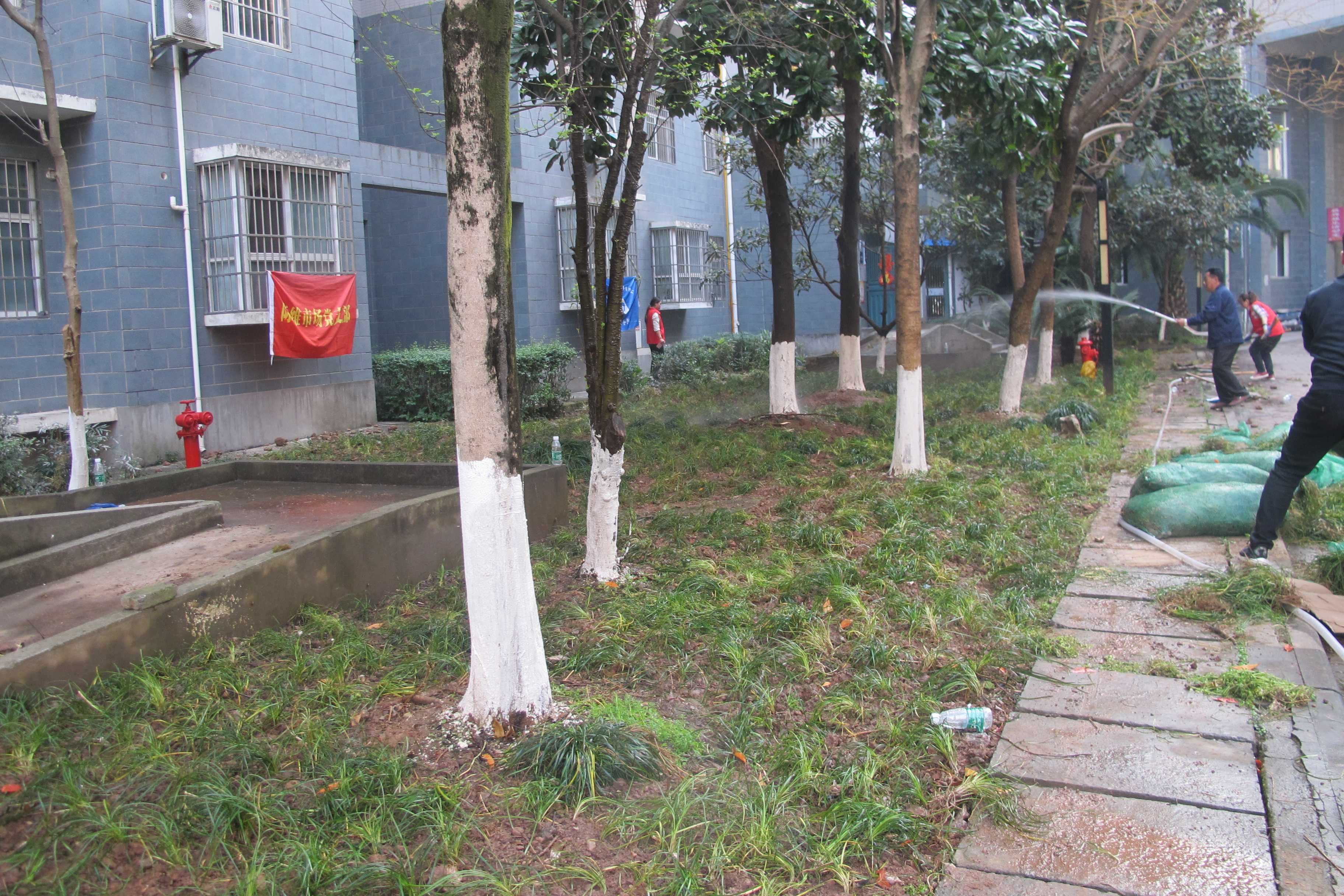栽种后