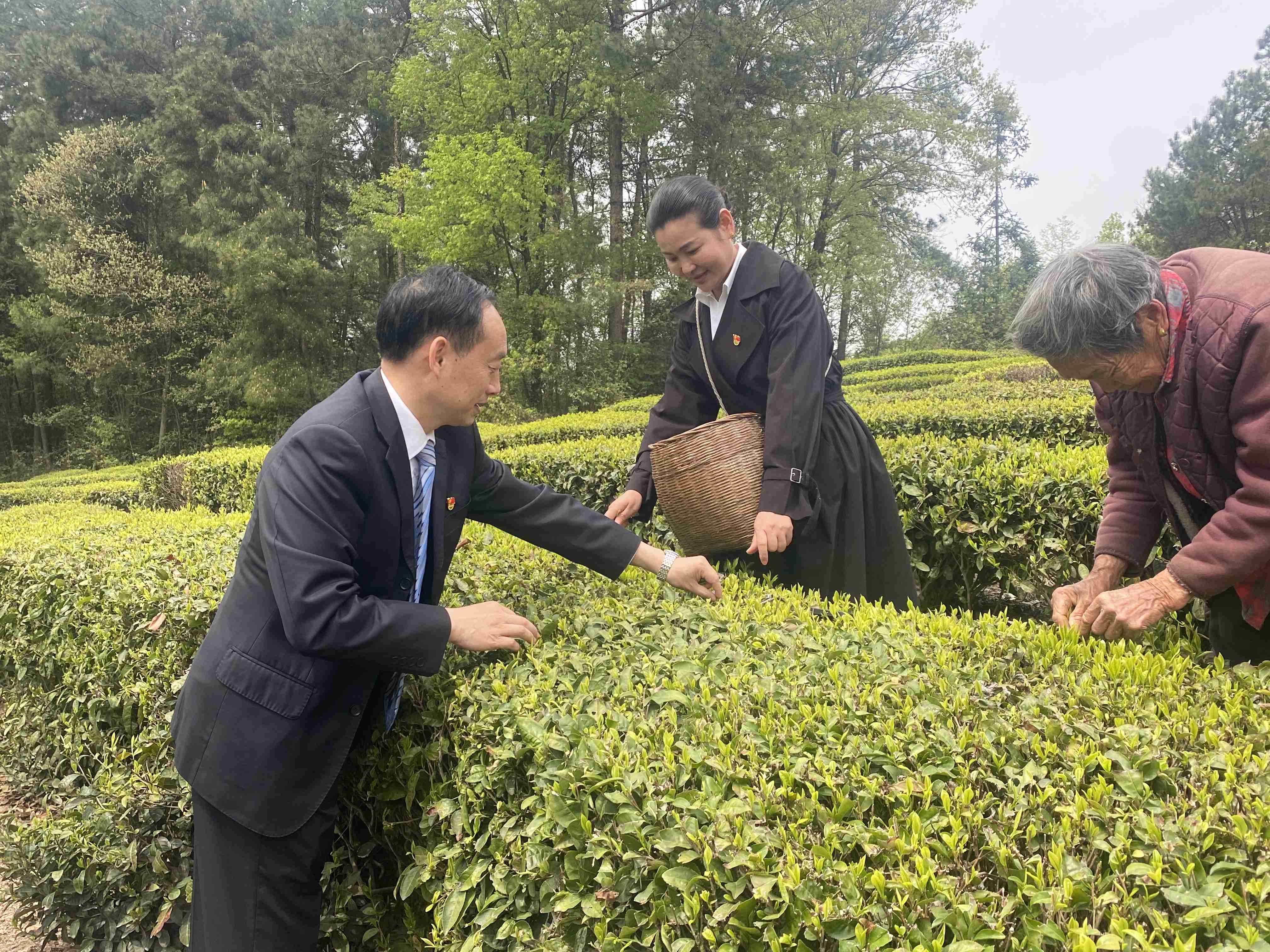 20230413  拓木坪春茶采摘