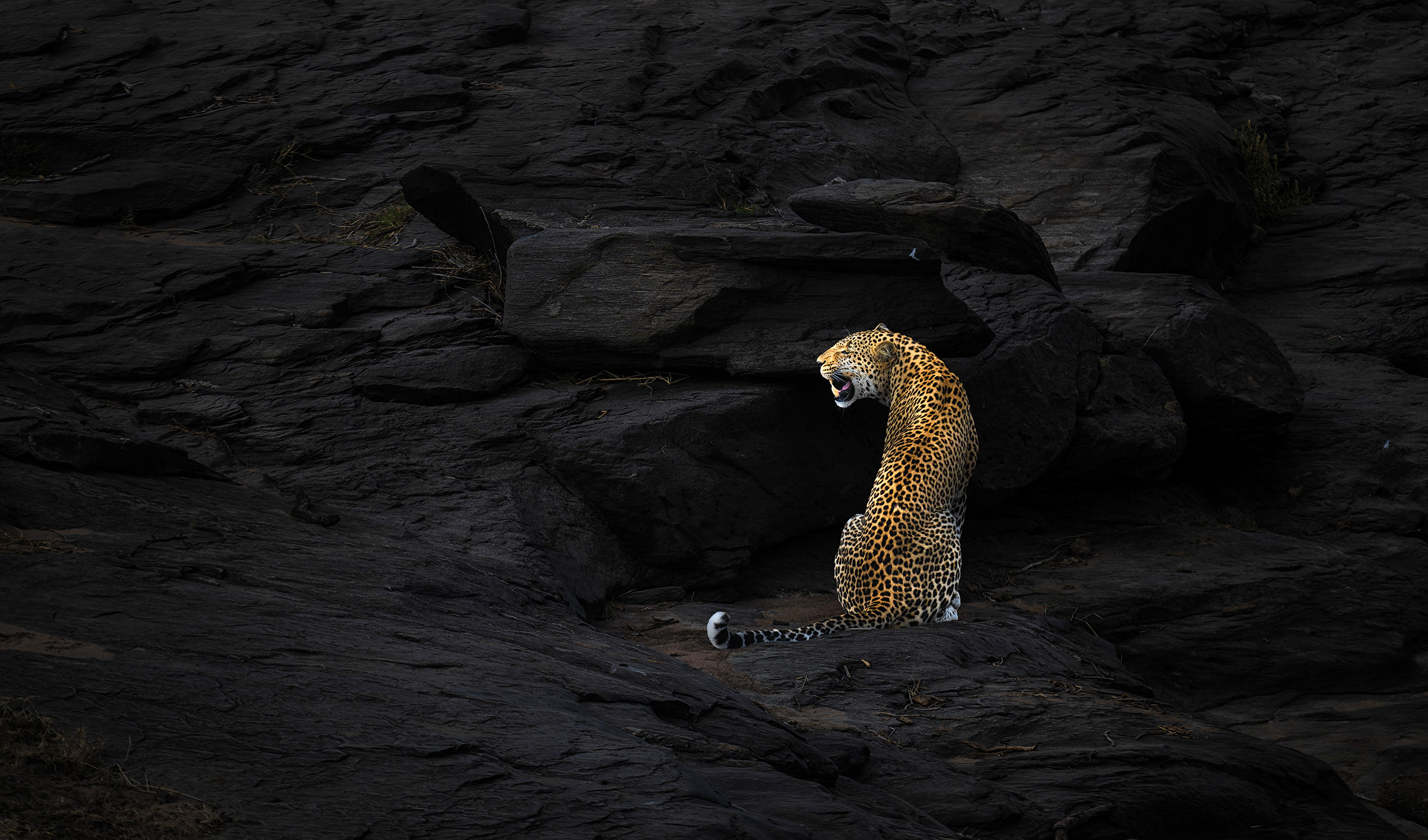 _DSC7068-Enhanced-NR-1 拷贝