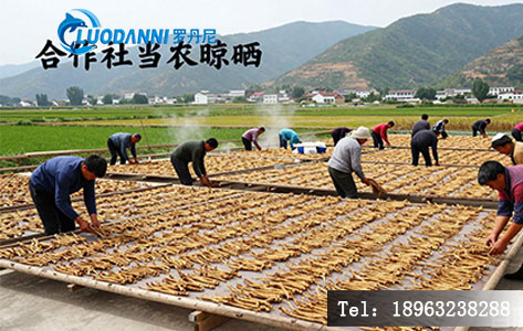 甘肃岷县当归晾晒场景，可配文字&ldquo;合作社当归晾晒&rdquo;