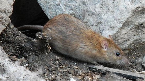 a446786f0609d6a661f22eabffce172a