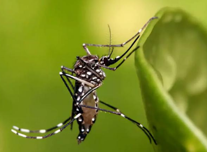 919e069e9f0c9cd1747379e943edecf0