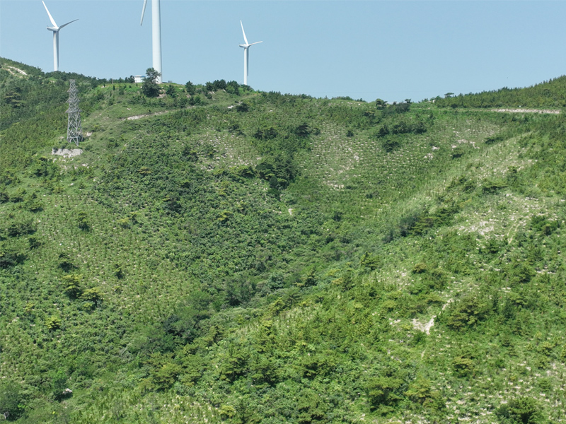 荒山造林