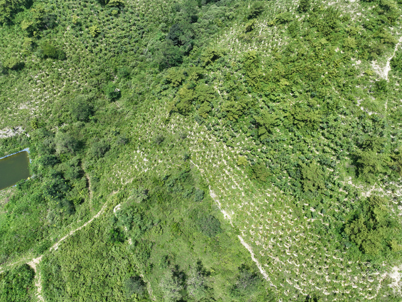 荒山造林