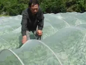 草莓防虫网