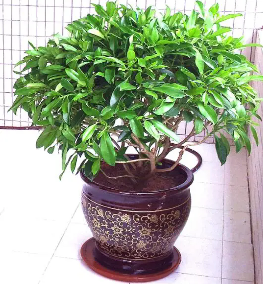 植物.webp