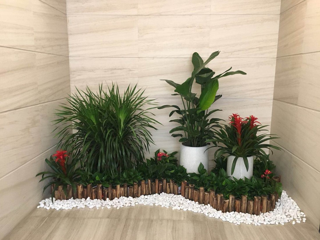 植物