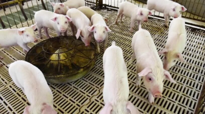 混饮给药治猪病要注意的10个问题