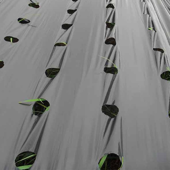 Mulching Film With Hole