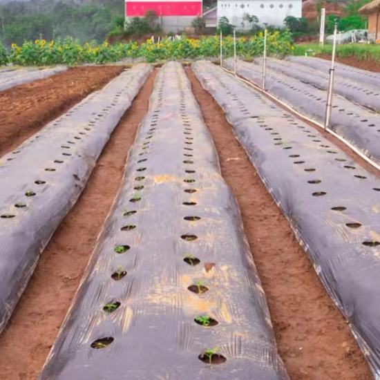 Mulching Film With Hole