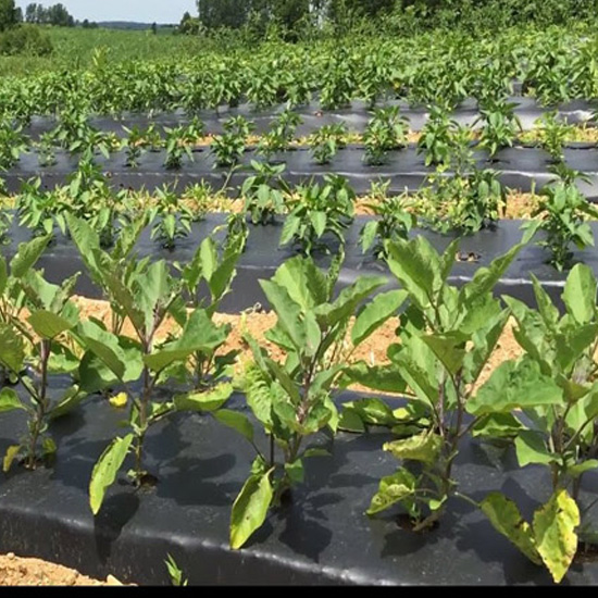 Mulching Film With Hole