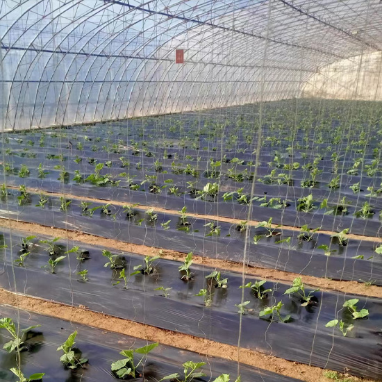 Mulching Film With Hole