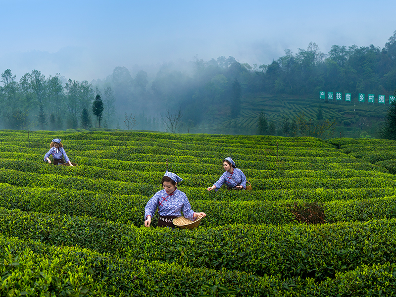 彝茶茶园观光