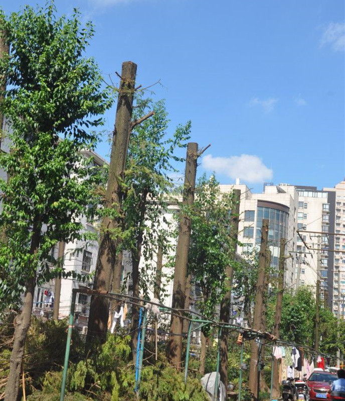 行到树修剪