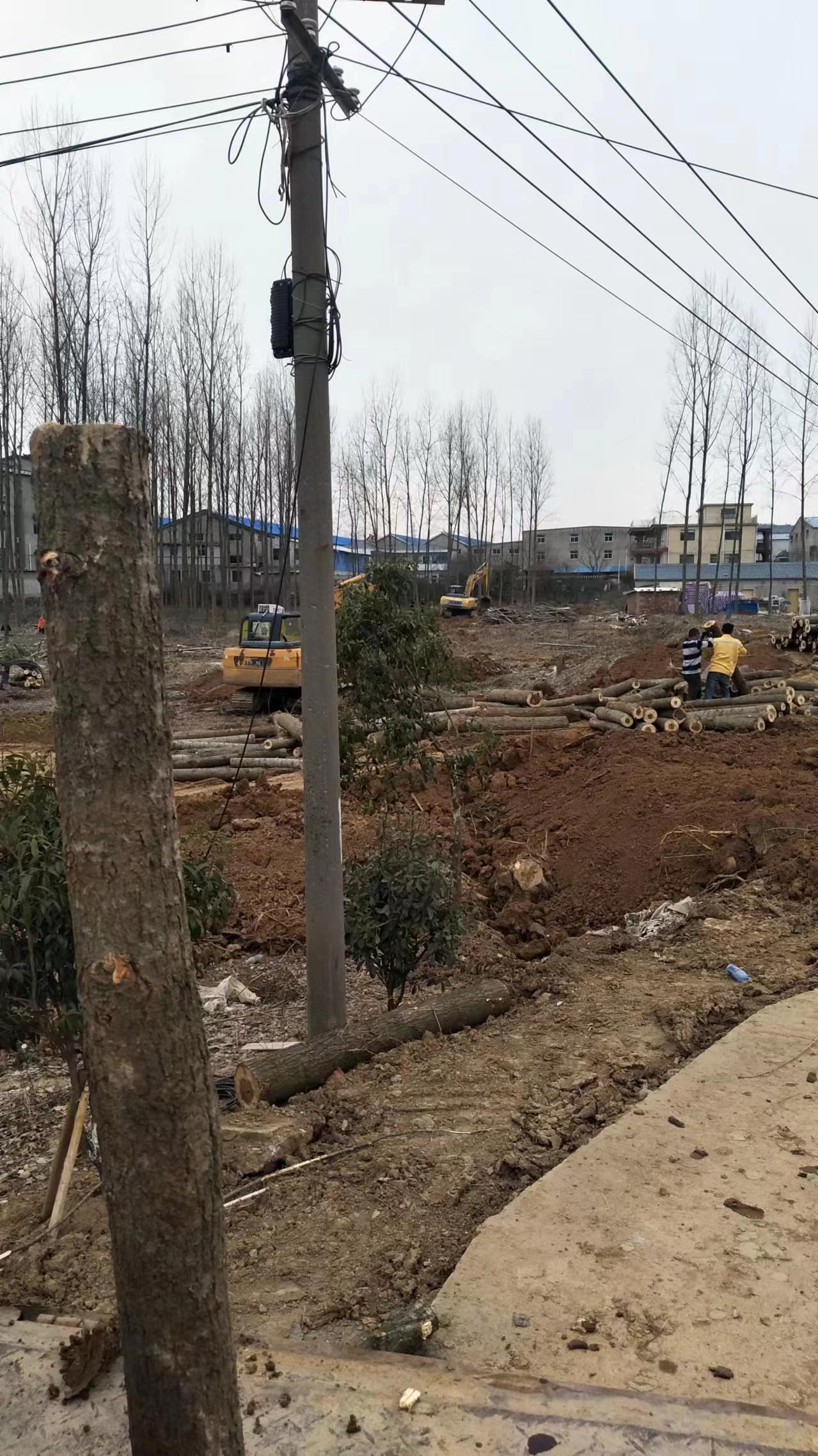 树木坎伐2