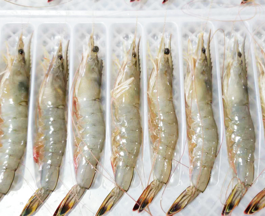 海虾