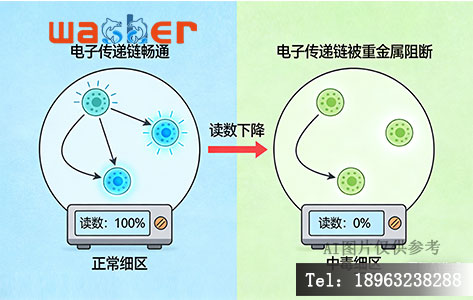 卡通风格的原理图。展示正常的细菌发光（电子传递链畅通，发出蓝光） vs 中毒的细菌（电子传递链被重金属阻断，不发光）。箭头指向检测仪的读数下降。