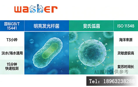信息图表（Infographic）。左侧展示明亮发光杆菌，标注&ldquo;国标GB/T 15441&rdquo;、&ldquo;T3小种&rdquo;、&ldquo;淡水/海水通用&rdquo;、&ldquo;15分钟快速检测&rdquo;；右侧展示费氏弧菌，标注&ldquo;ISO 11348&rdquo;、&ldquo;海洋来源&rdquo;、&ldquo;灵敏度极高&rdquo;、&ldquo;复苏时间长&rdquo;。